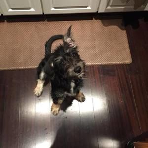 Meet your Posher, Adam